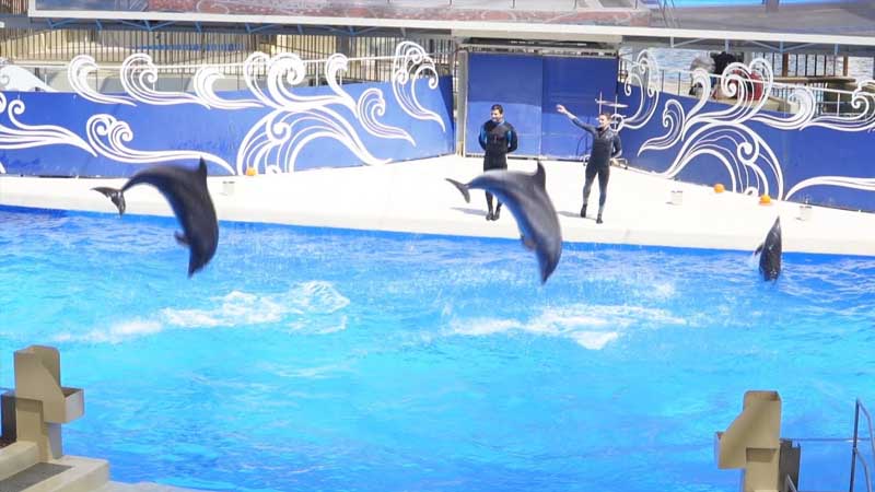 dolphin show land of legends