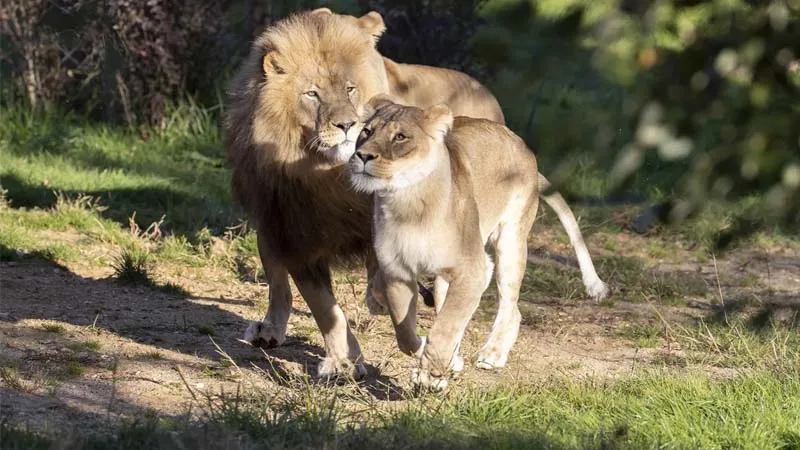 land of lions turkler