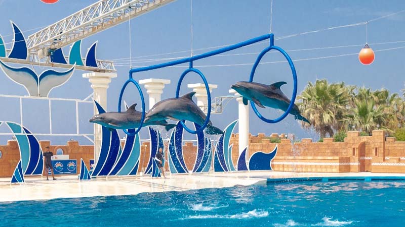 turkler dolphin show